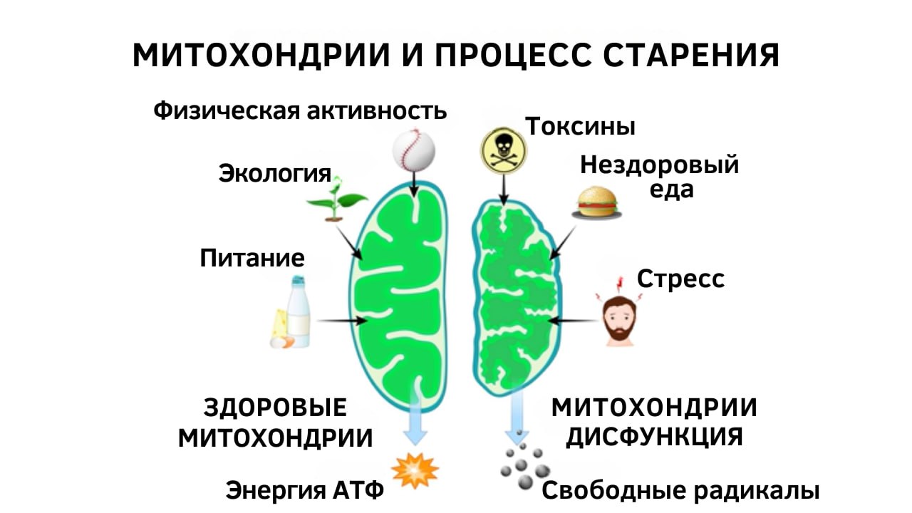 Книга: Как еда лечит